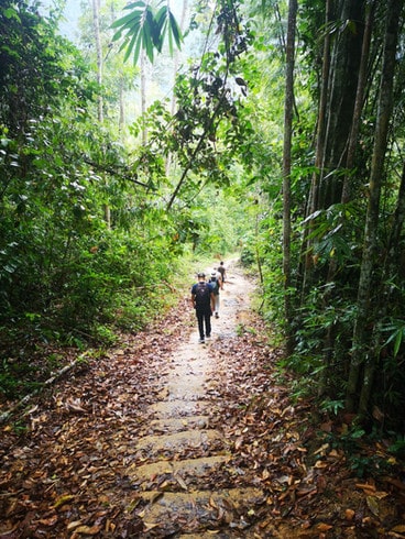 A group walk along a narrow path through thick jungle in Khao Sok National Park, Thailand