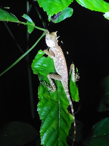 A small lizard clings to a leaf as seen on a night trek in Khao Sok National Park, Thailand