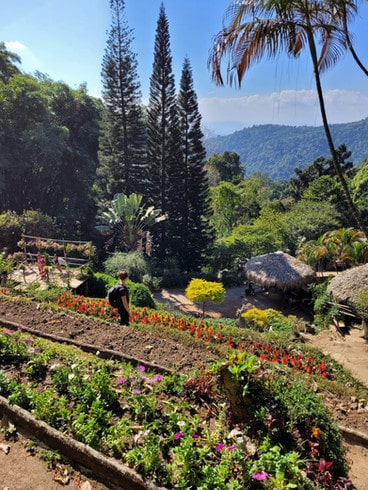 Rows of neatly planted red flowers sit on the hill overlooking the mountains in the Hmong hilltribe garden