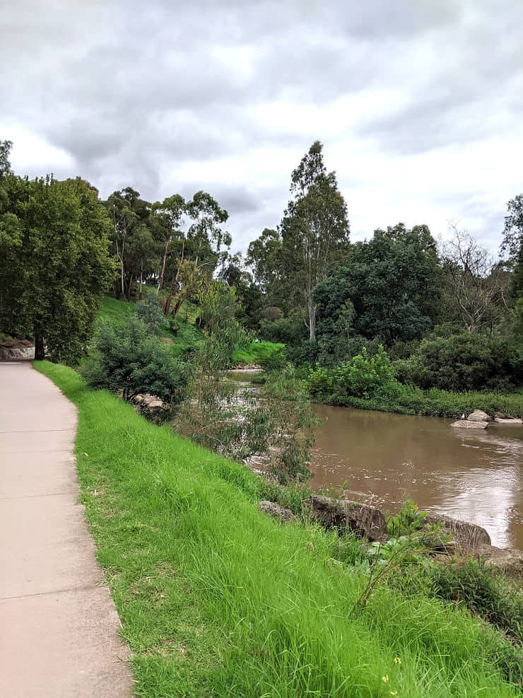 A paved footpath follows the murky looking Yarra Bend River through green parkland and bushy trees