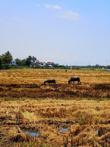 Buffalo grazing in Hoi An, Vietnam