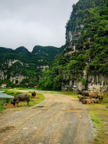 Buffalos grazing in Trang An, Vietnam