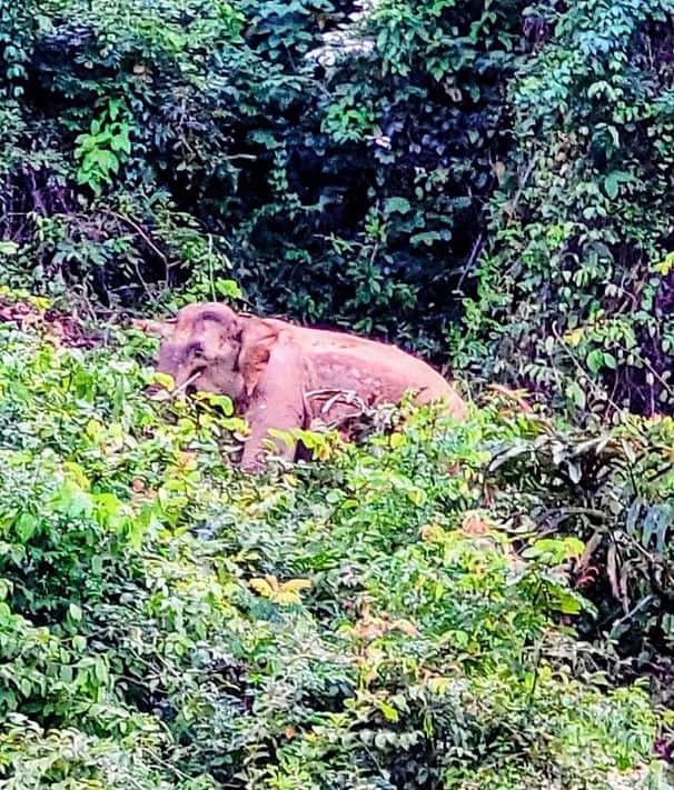 An Elephant grazes in the trees by the shore of Cheow Lan lake, partially obstructed from view by the thick foliage