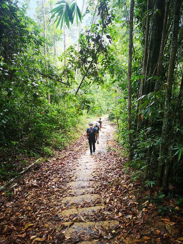 Trekking on a path lined with tall trees and thick green rain forest in Khao Sok National Park