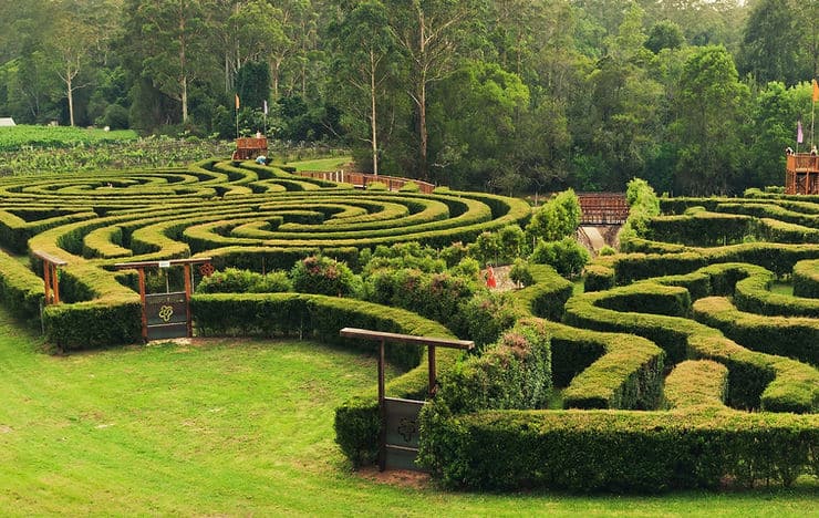 The manicured gardens and hedged paths of Bago maze in Port Macquarie