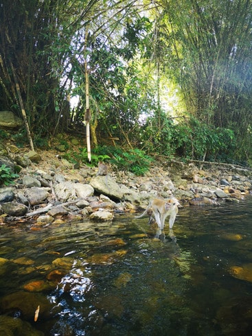 A family of gibbons sit on the rocks along the shoreline of the Khao Sok river 