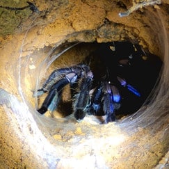 A blue spotted tarantula hides in a mud hole