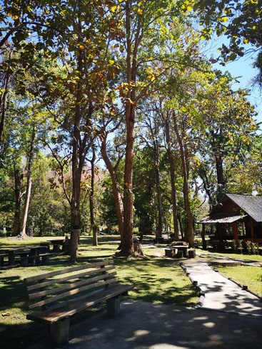 A shady, green picnic area, surrounded by tall trees 