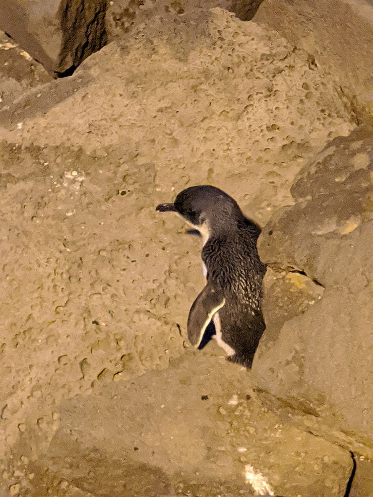A small penguin appears from under a rock on St Kilda Pier