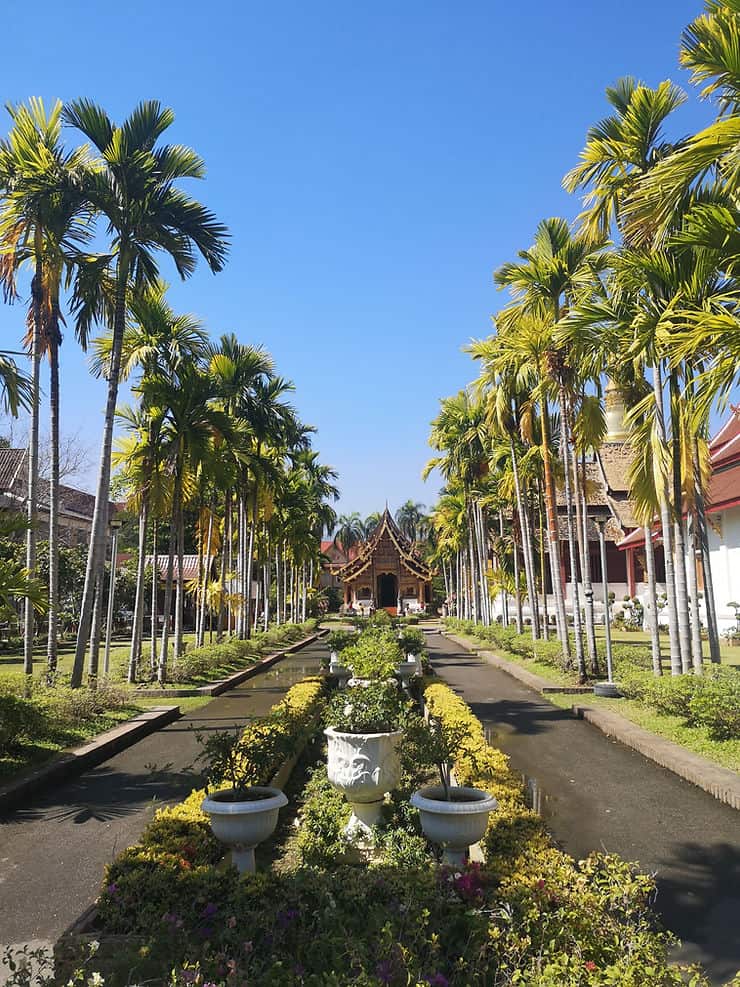 The Temple garden of Wat Phra Singh. Palm trees line the walkway to the temple 