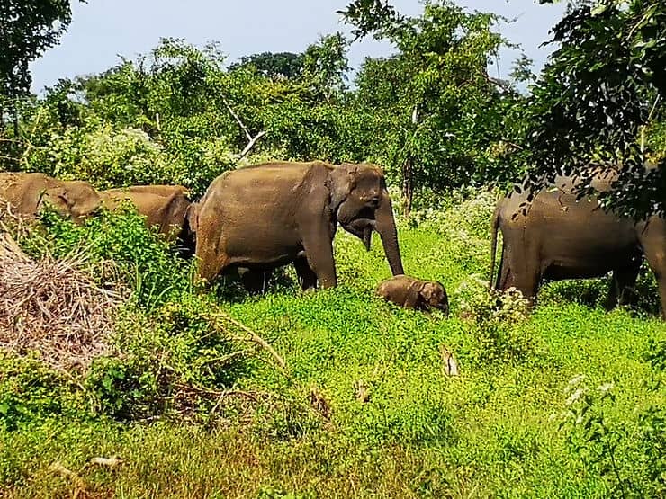 A family of elephants in Udawalawe National Park, Sri Lanka