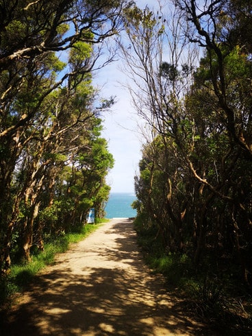 A path leads through the woods of Glenrock conversation area in Newcastle, New South Wales, Australia