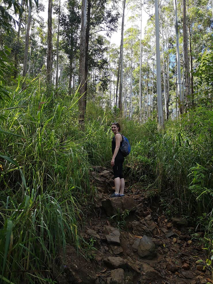 Following the path to Ella Rock through the eucalyptus forest 