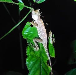 A lizard clings to a tree leaf in the jungle at night