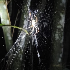 A spider on its web, in the jungle at night 
