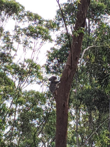 A young, orphaned koala climbs a tree in the Port Macquarie Koala Hospital. Soon, he will be released into the wild. 