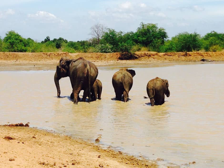 A family of elephants bathing in Udawalawe National Park, Sri Lanka