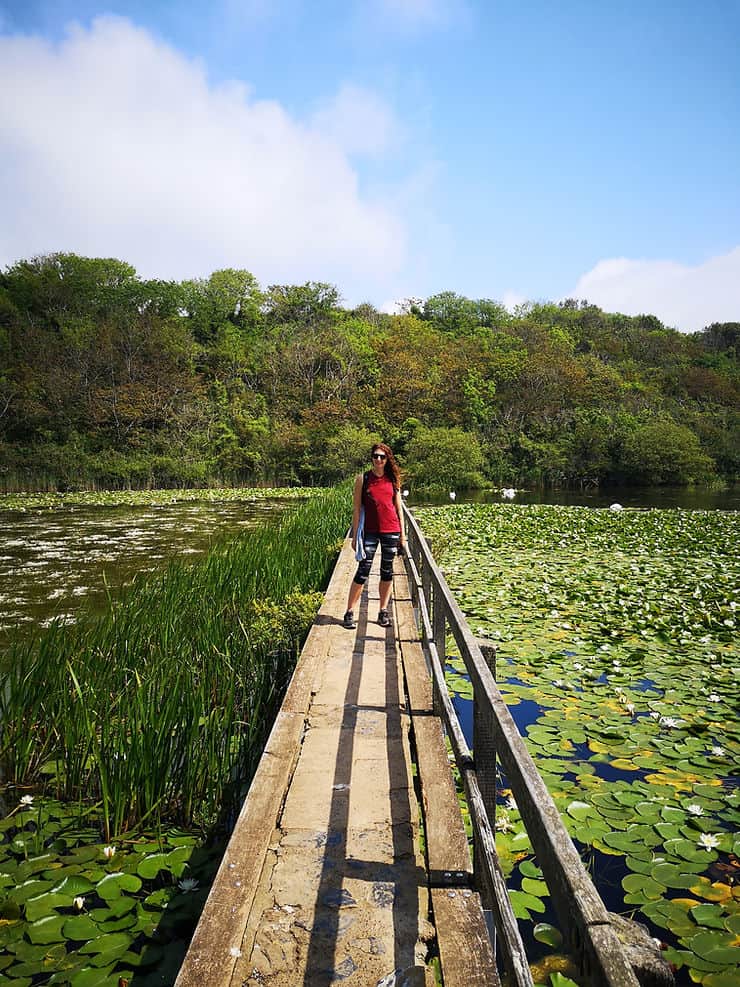 Bosherton Lily Ponds in Pembrokeshire