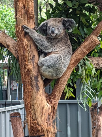 An older, blind koala sits in the tree at the Port Macquarie Koala Hospital. He is a permanent resident as his condition means that he cannot be released into the wild. 