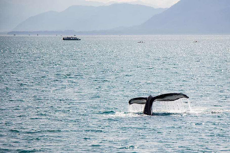 The fin of a whale breaks the surface of the sea from a whale watching boat in Port Macquarie