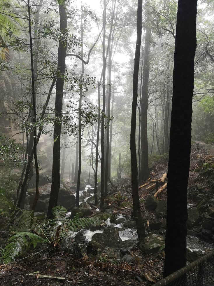 Thick cloud hangs in the forest of the Blue Mountains, NSW, Australia