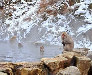 Jigokudani Snow monkeys