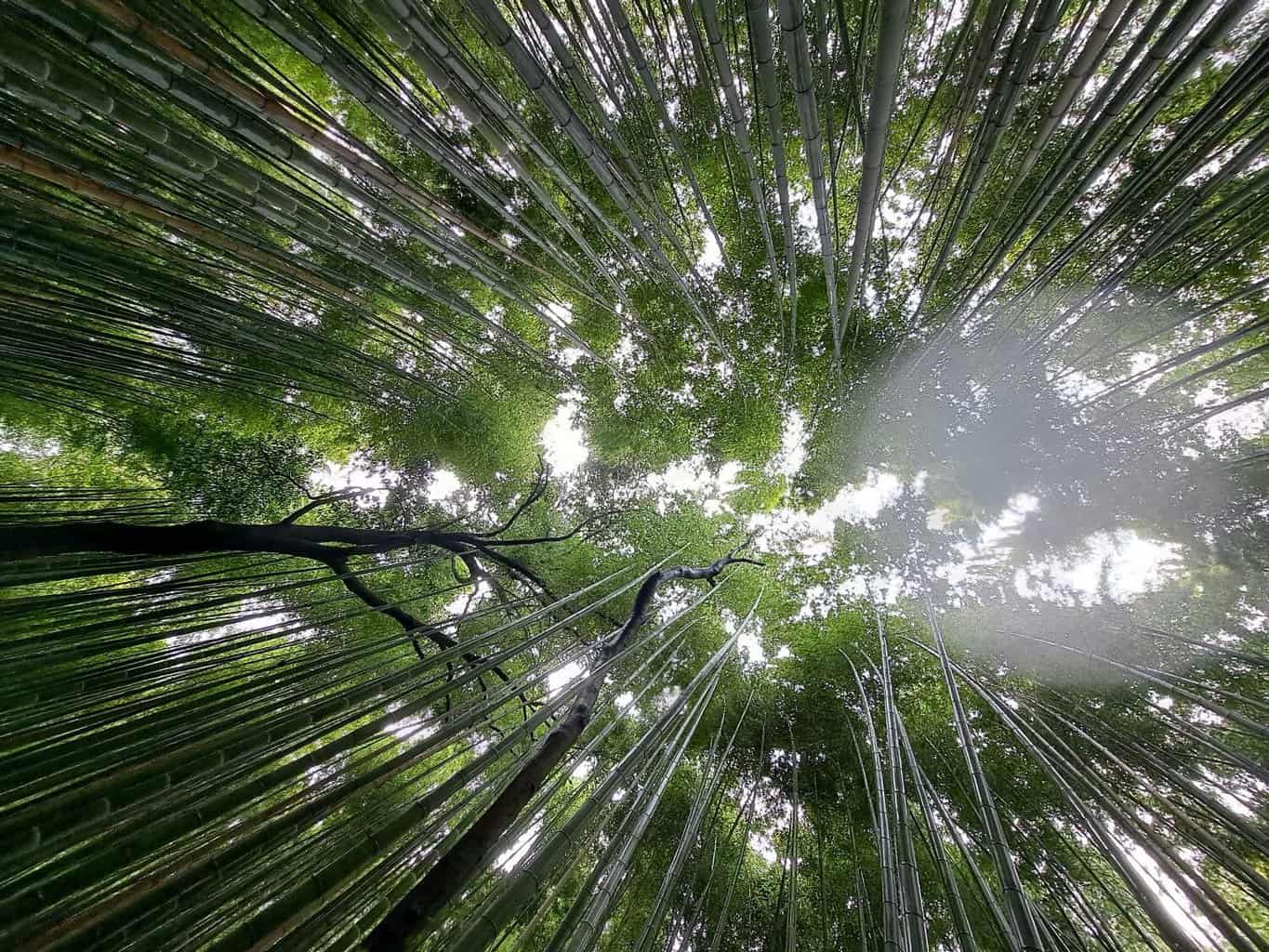 Looking up to the tops of the trees in Arashiyama Bamboo Forest, Japan