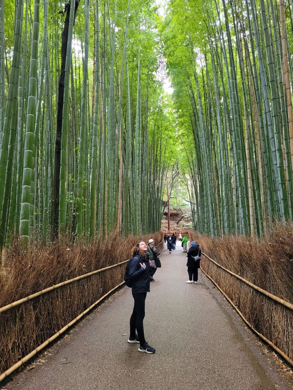 A Guide For Visiting The Arashiyama Bamboo Forest Kyoto 